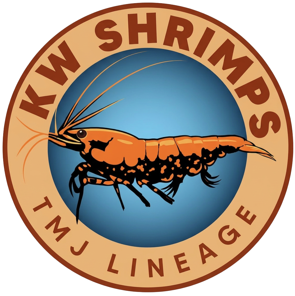KW Shrimps